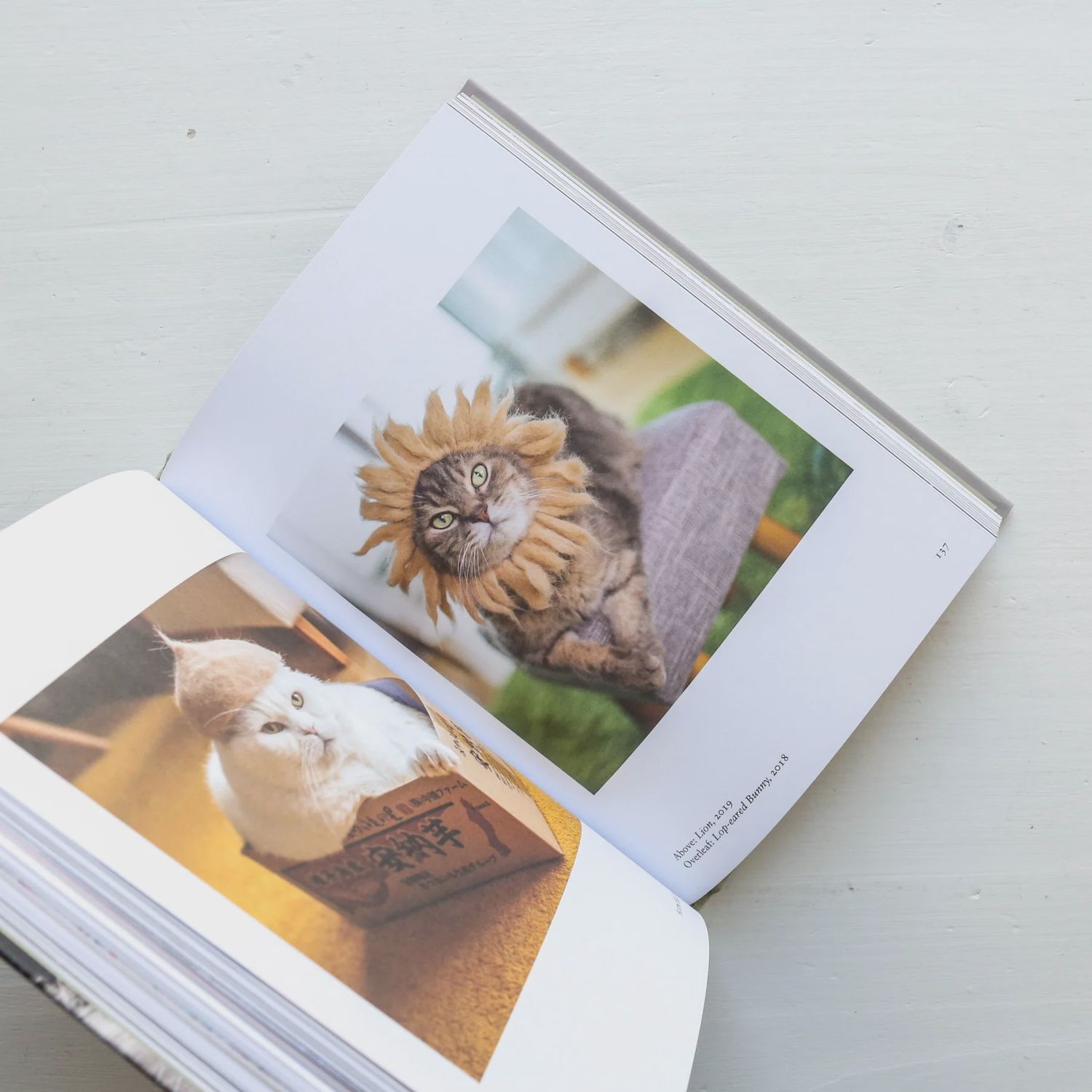 Photography of the Cat