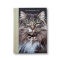 Photography of the Cat