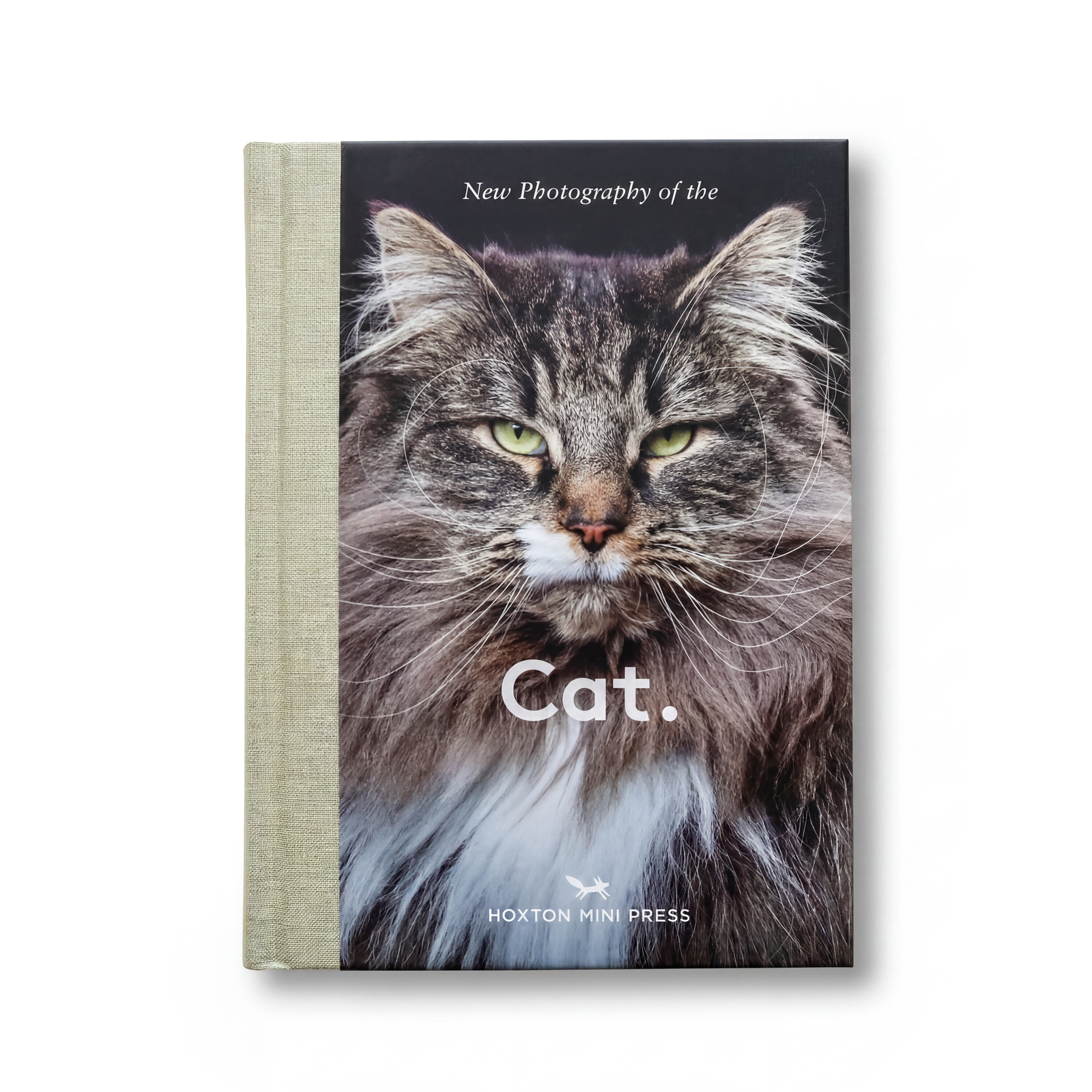 Photography of the Cat